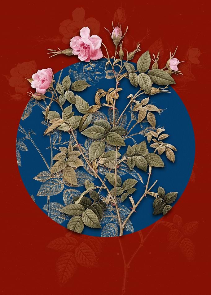 Pink Flowering Rosebush