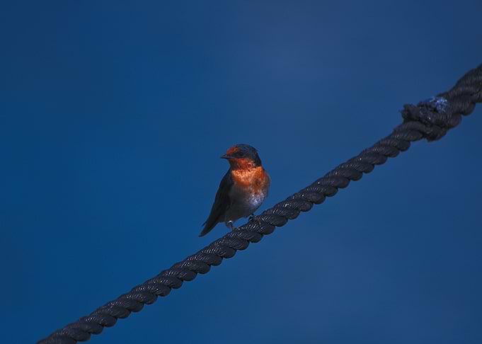 A Swallow On A Rope