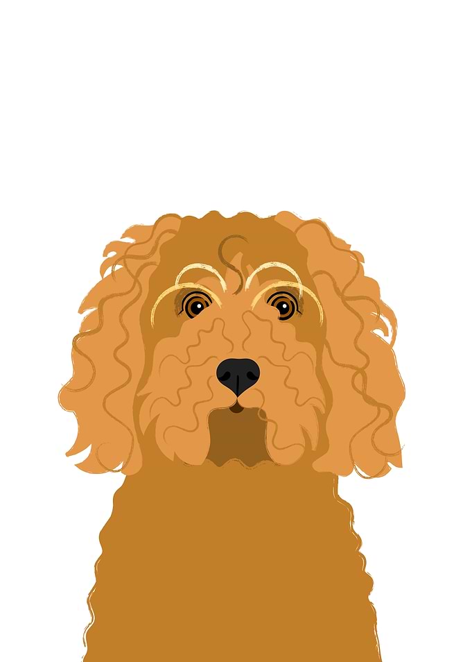 Cockapoo Dog Pet Portrait