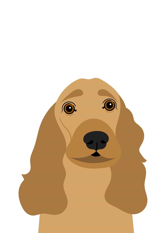 Spaniel Dog Portrait