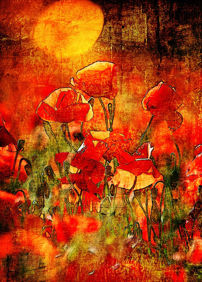 Red poppy
