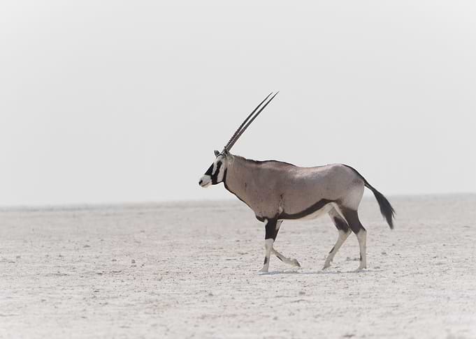 Oryx antelope