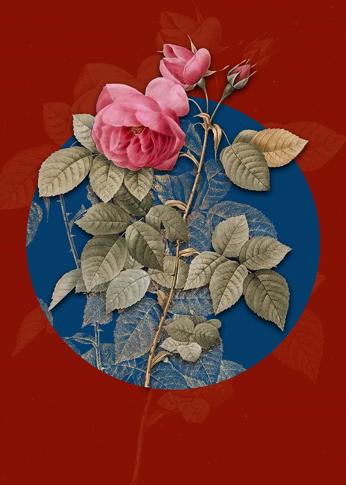 Vintage Pink Bourbon Roses
