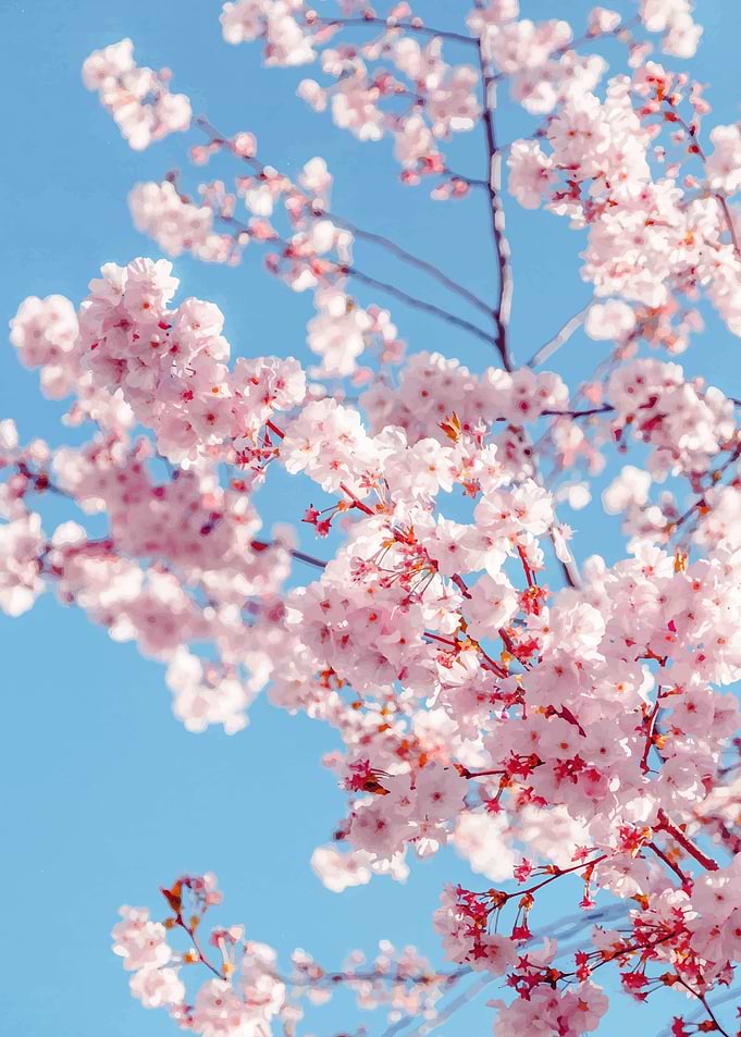 Sakura