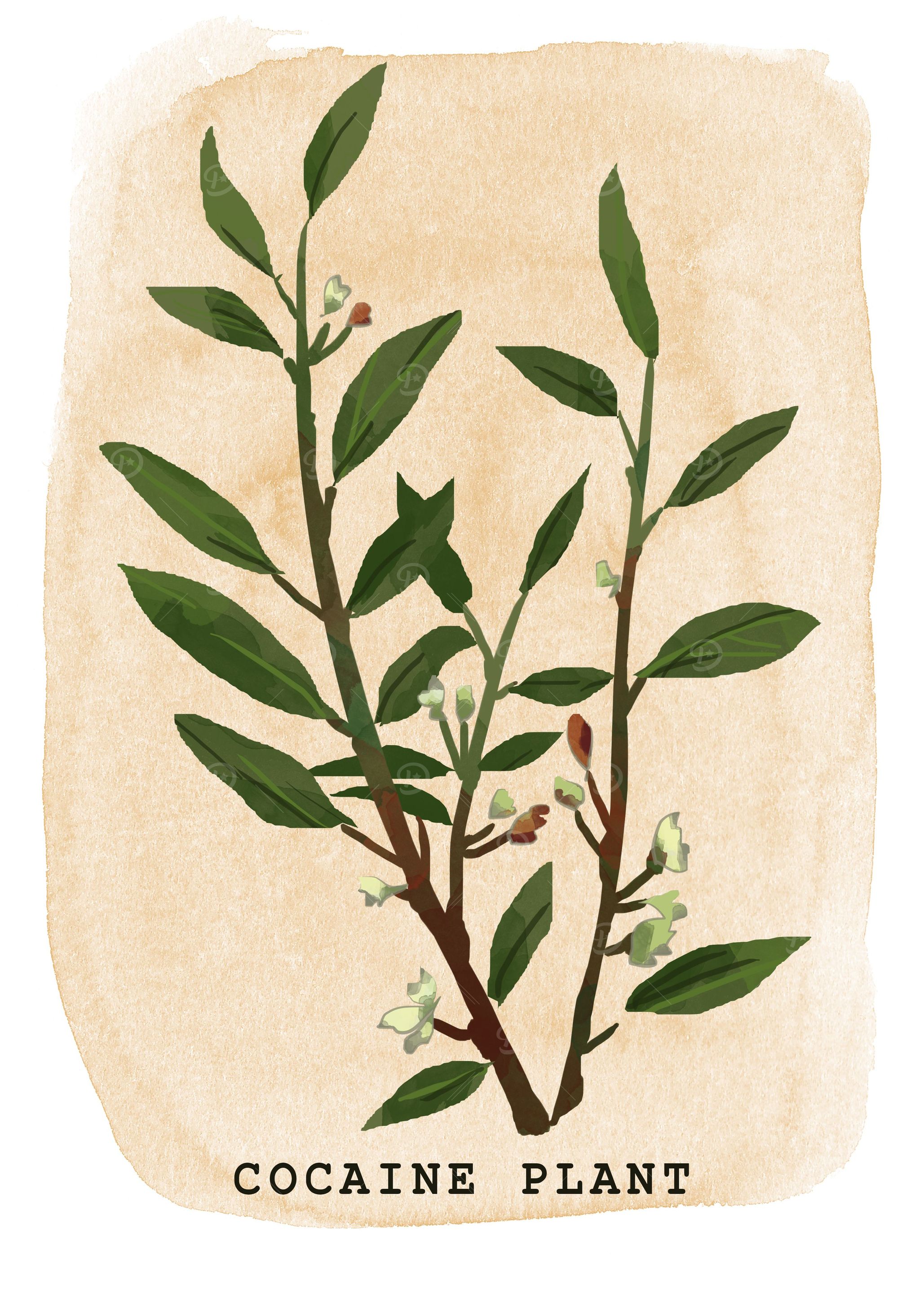 Cocaine Plant