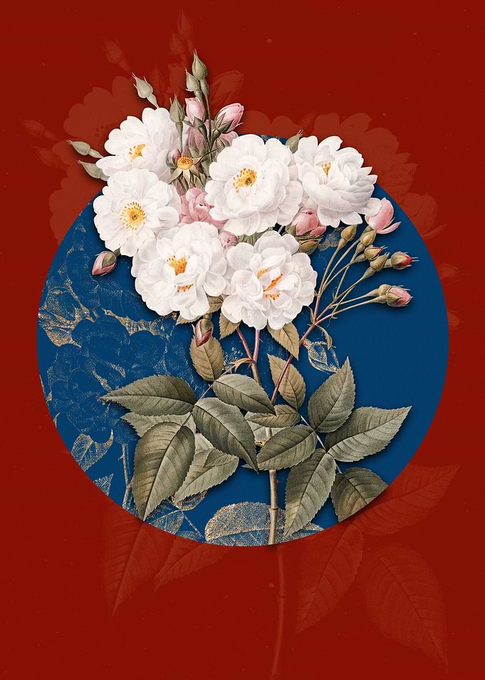 Vintage Noisette Roses