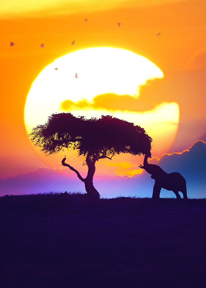 Sunset Savannah