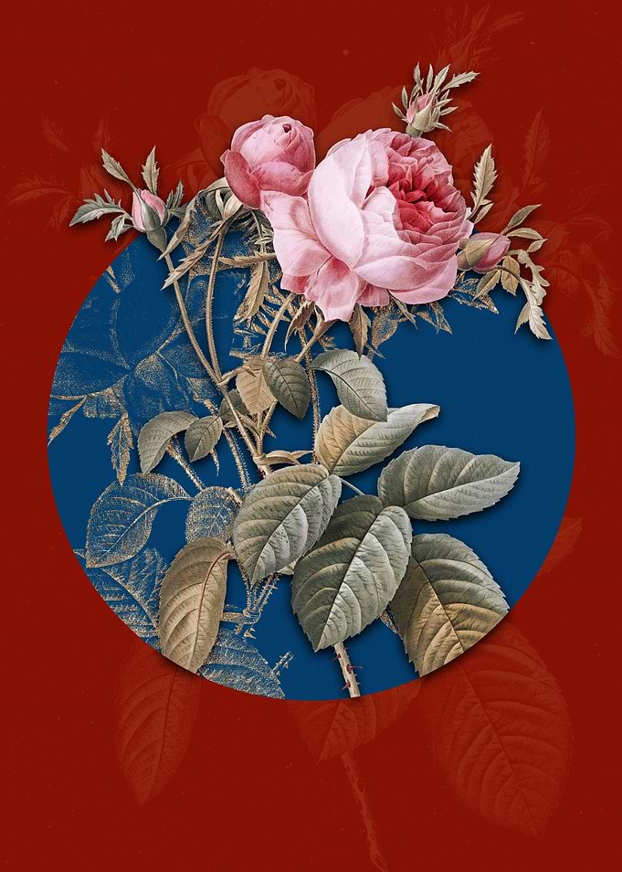 Pink Cabbage Rose de Mai