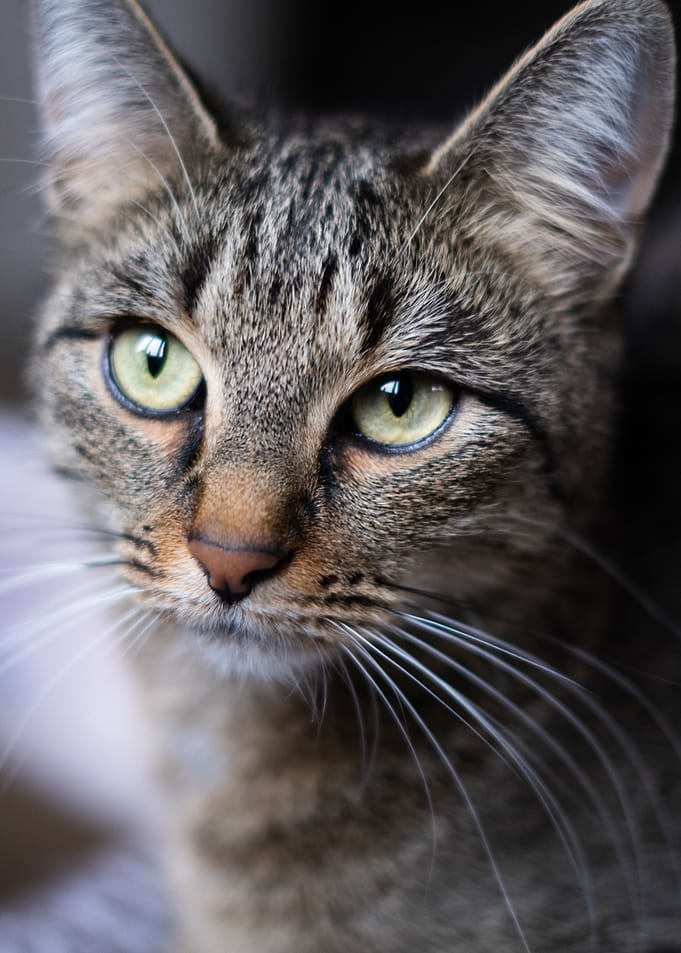 Reglisse