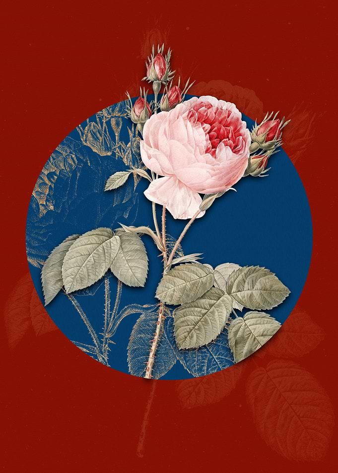 Vintage Pink Cabbage Rose