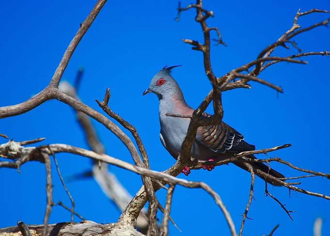 A Crested Pigeon