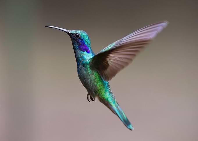 blue bird beak