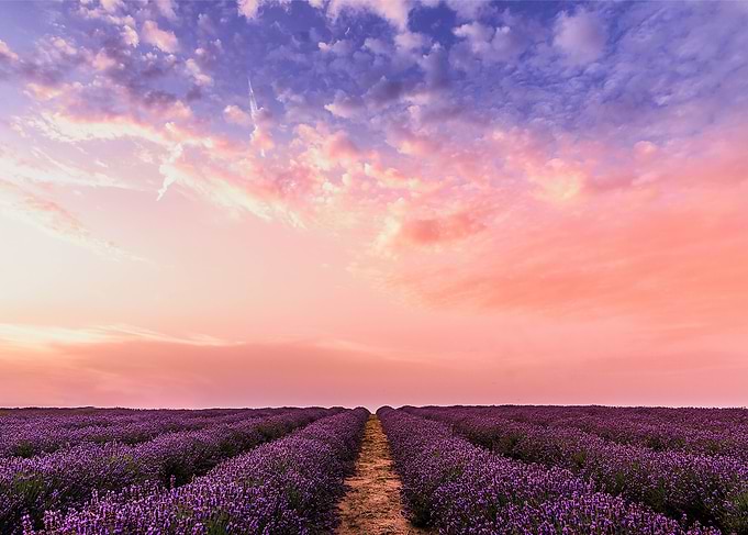 Lavanda sky