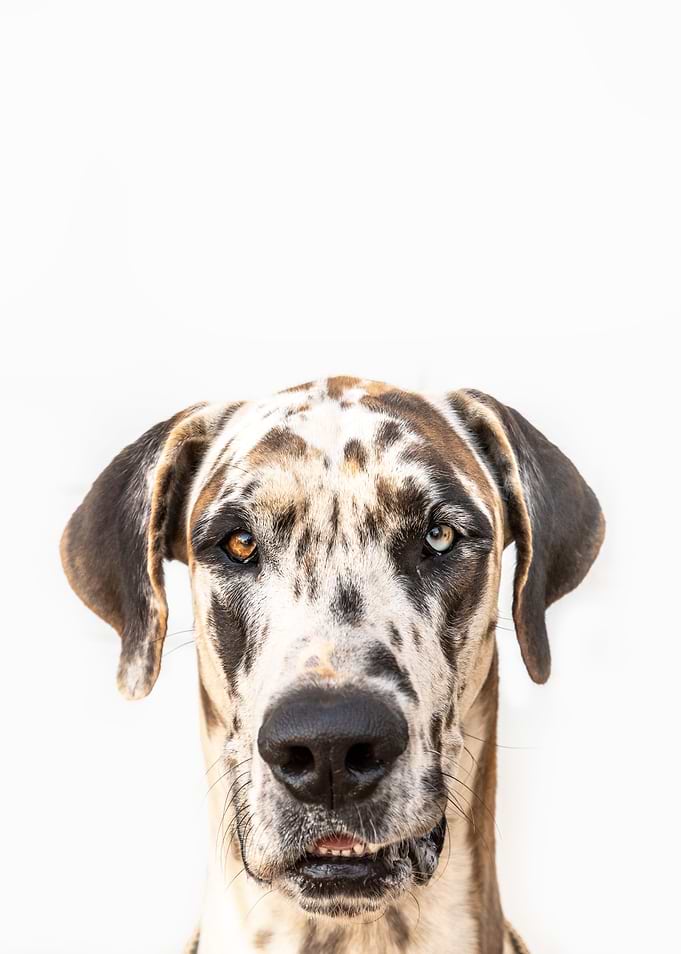 Great Dane Chaos