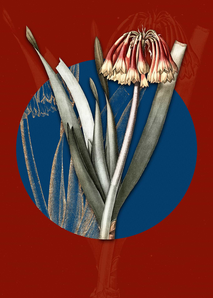 Vintage Knysna Lily Flower