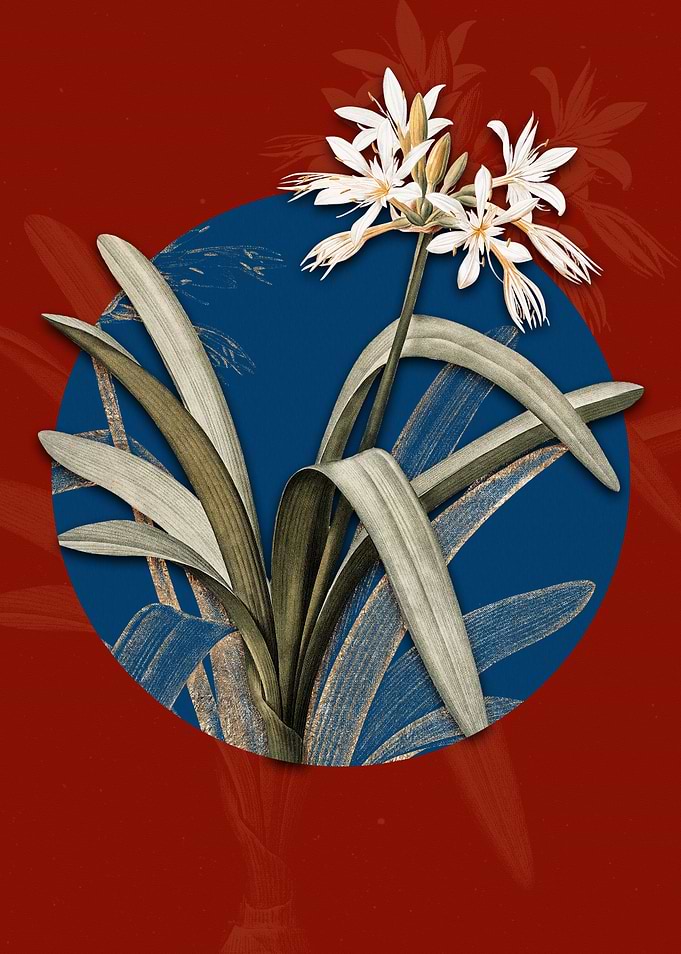 Pancratium Illyricum