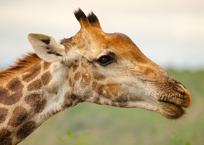 Giraffe portrait