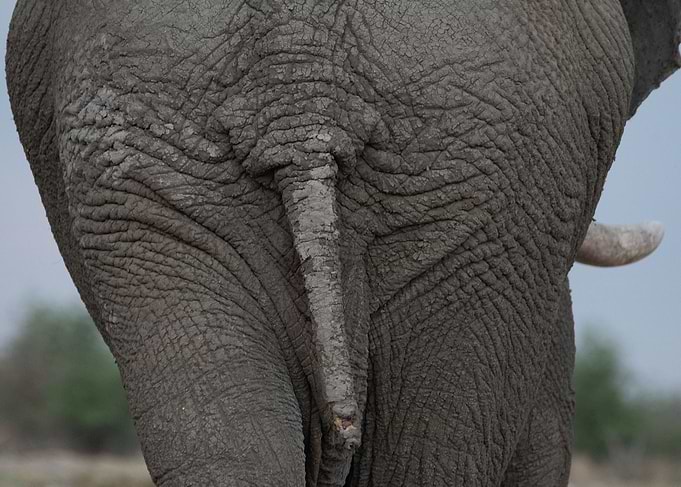 Elephant rump