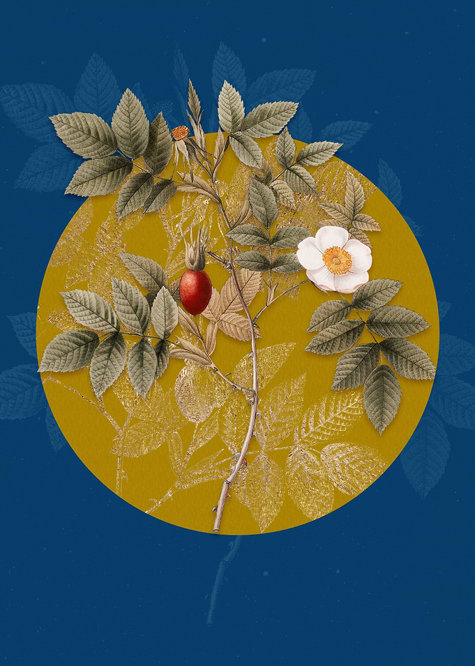 Mountain Rose Bloom