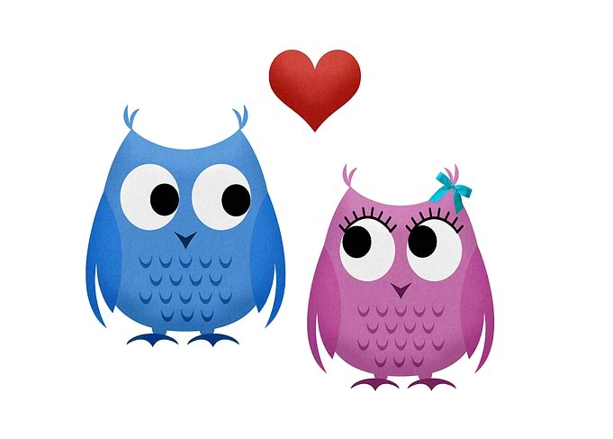 cute Owls