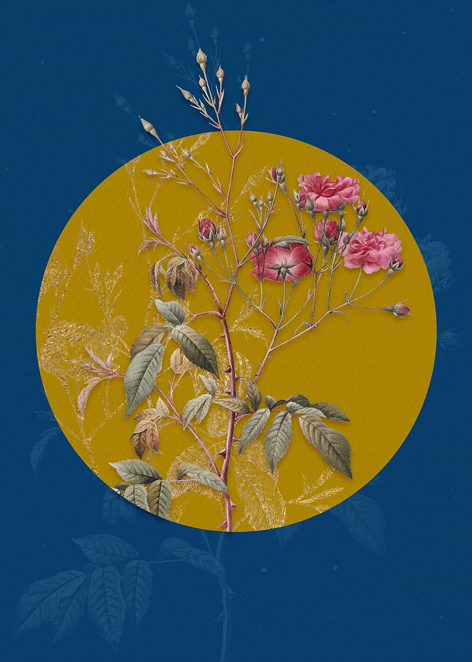 Blue Pink Noisette Roses