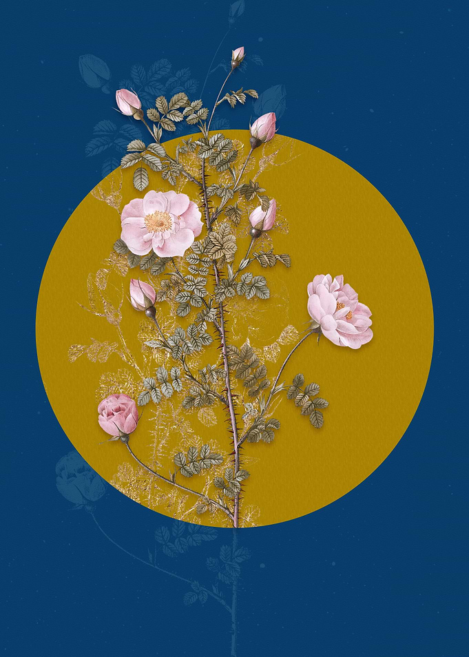 Pink Scotch Briar Rose