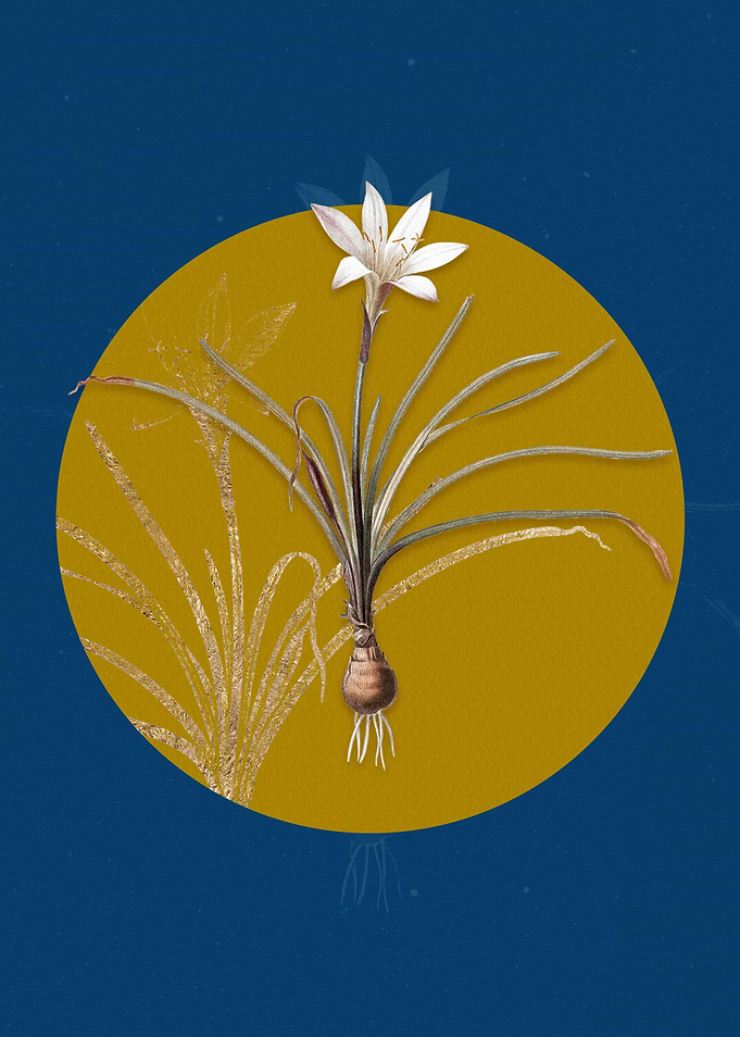 Vintage Rain Lily Flower