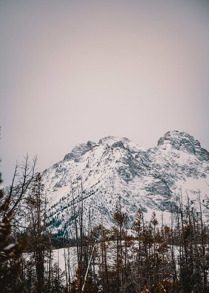 tree mountain
