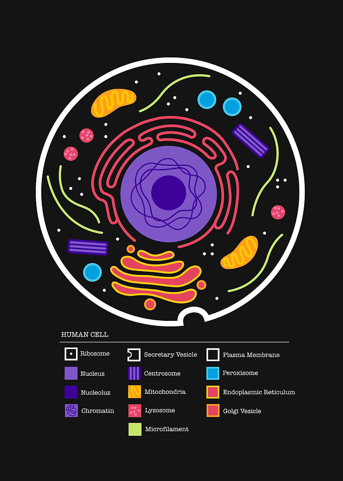 Cell