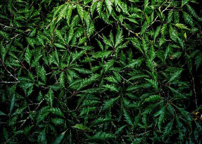 Green Leafy Ferns