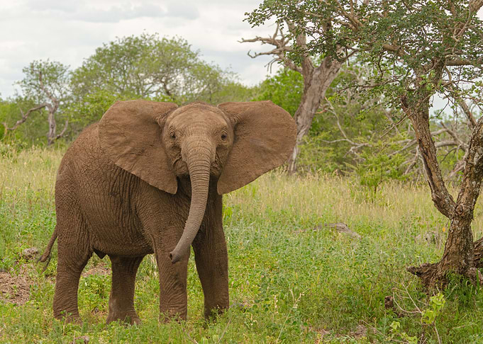 Juvenile Elephant