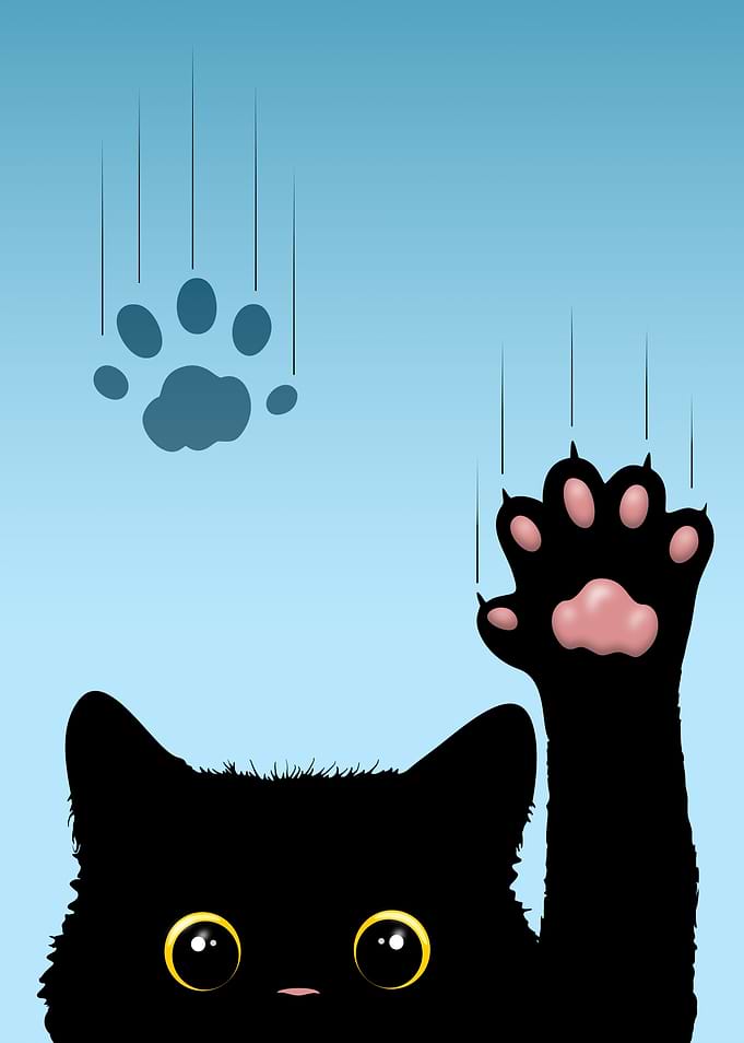 Naughty Cat on Window