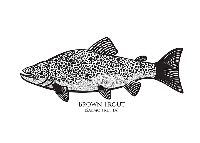 Brown Trout with Names