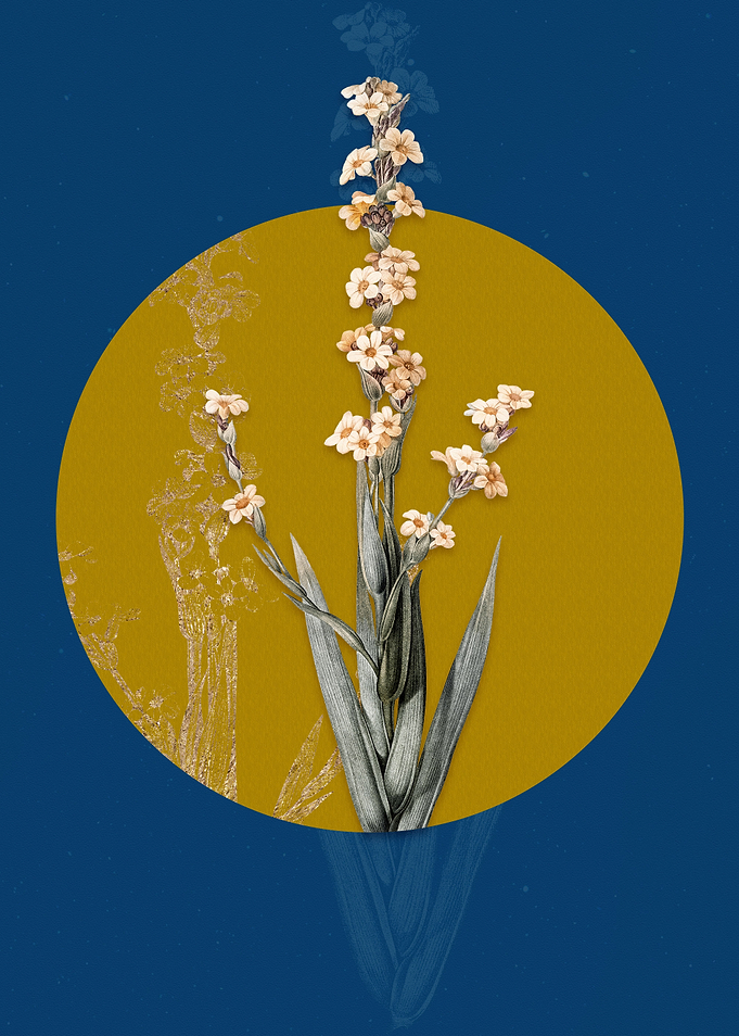 Pale Yellow Eyed Grass