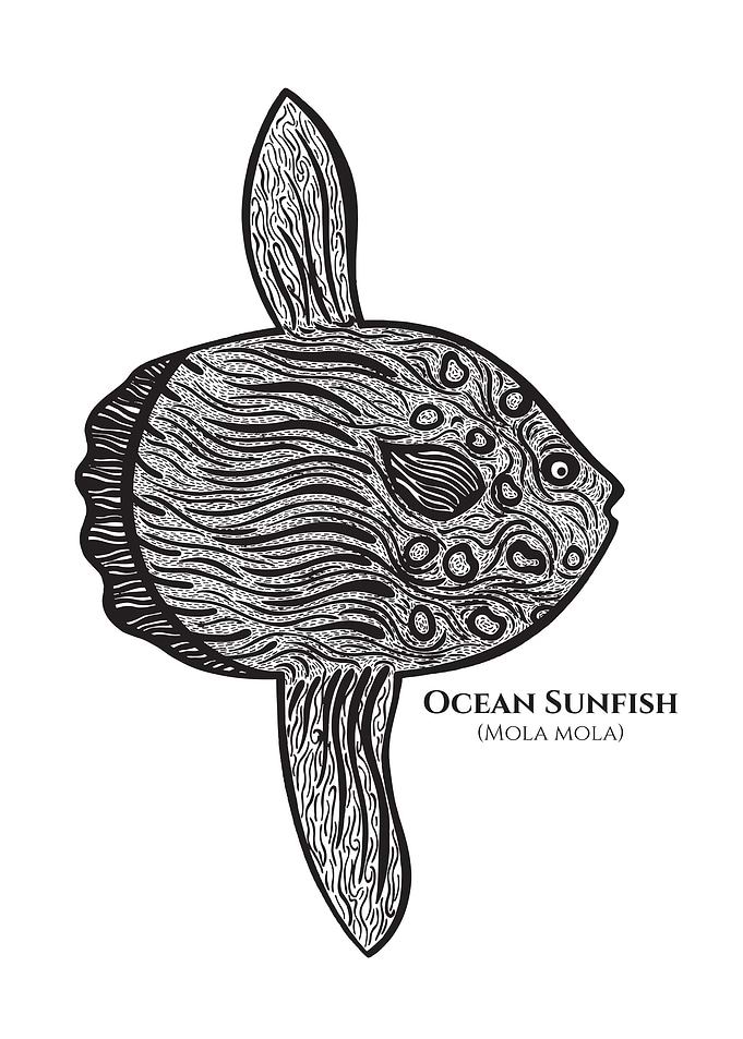 Ocean Sunfish or Mola name