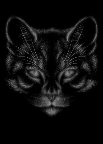Cat Black White