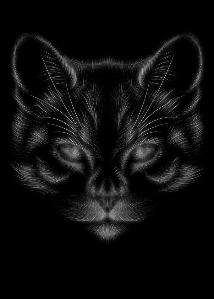 Cat Black White