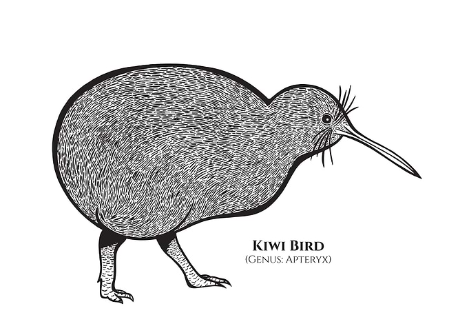 Kiwi Bird with Latin Name
