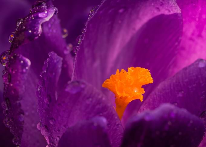 Purple Crocus Macro