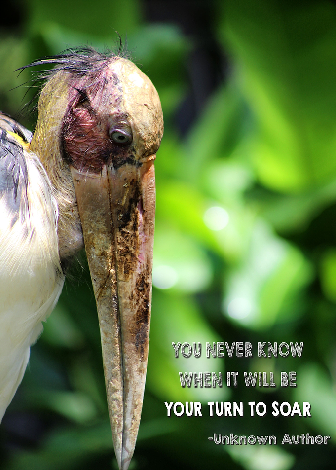 Stork