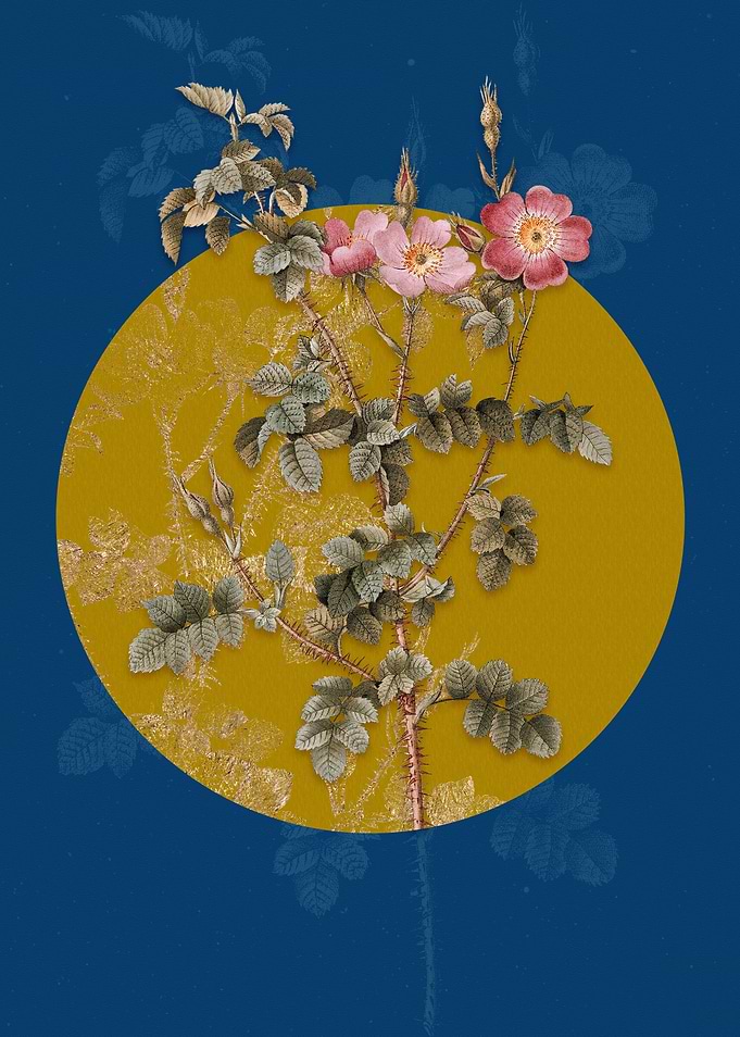Prickly Sweetbriar Rose
