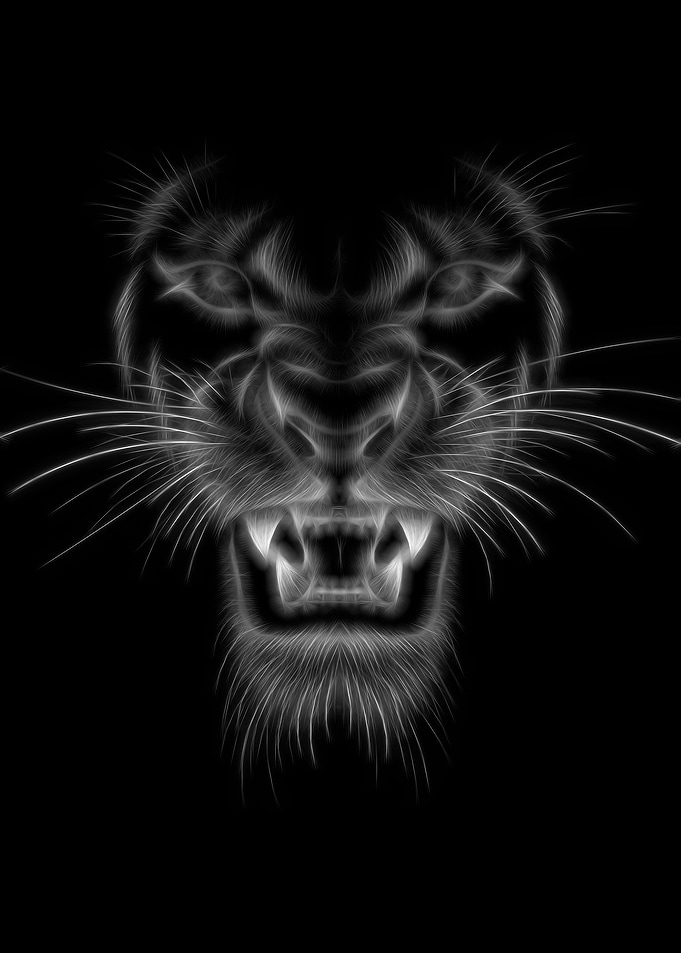 Tiger Black White