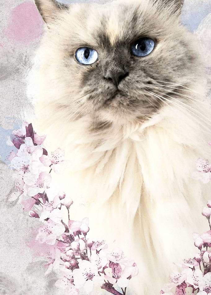 Watercolor Kitty