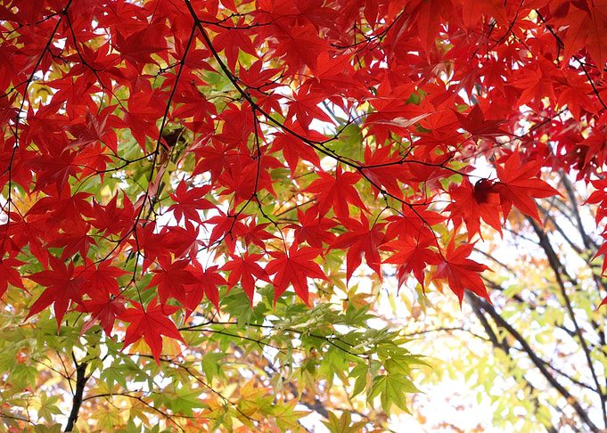 Flaming Red Maple Tree