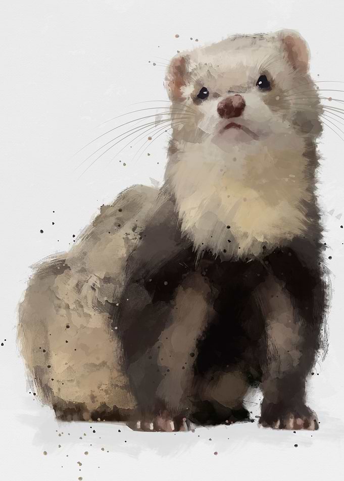 Martes foina Mustelidae