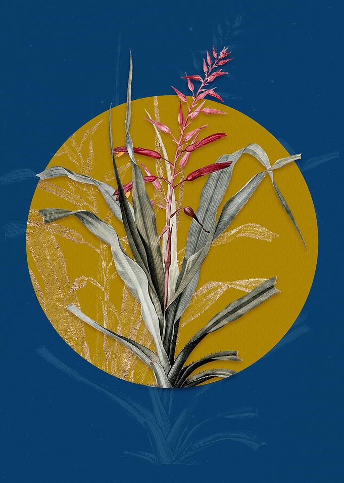 Pitcairnia Bromeliaefolia
