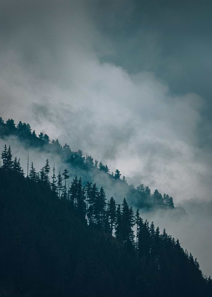 Foggy trees