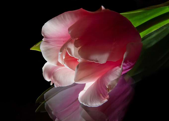 Pink Macro Tulip On Black