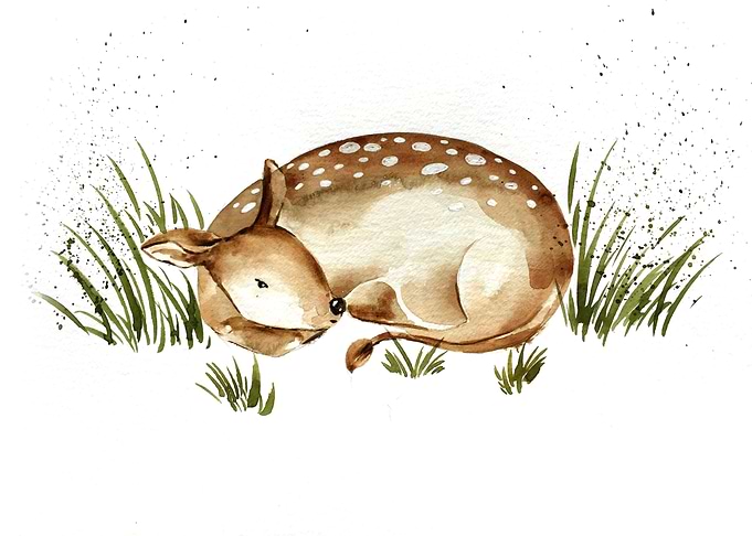 Animal