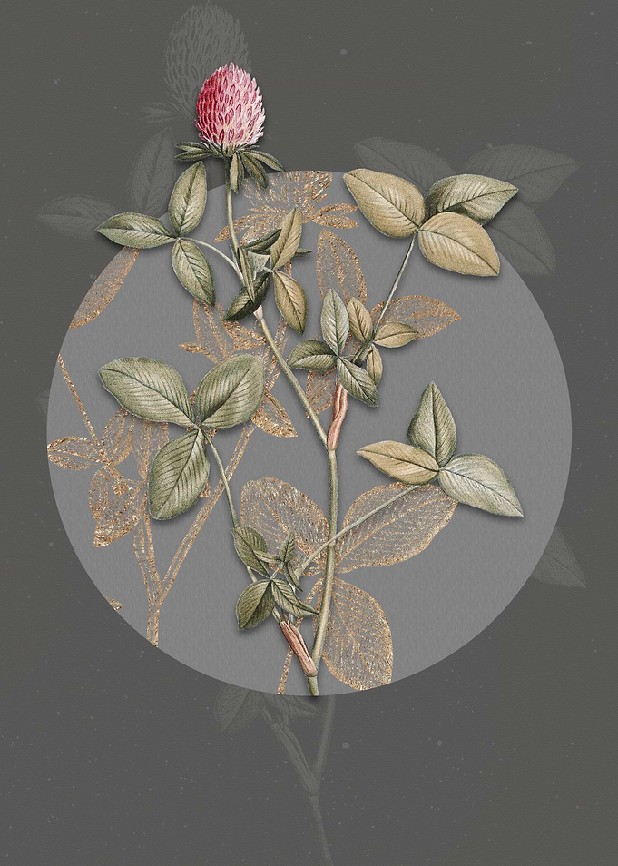 Blooming Pink Clover